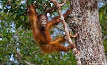 Orangutan Jungle Adventure